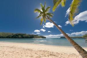 palmera de coco sobre playa tropical de arena blanca foto