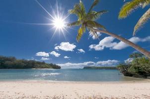 Coconut Palm Tree over tropical white sand beach photo