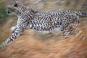 guepardo corriendo en el parque kruger sudáfrica foto