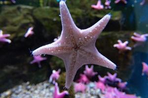 Cojín antártico estrella bajo el agua cerrar foto