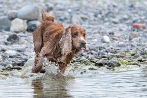 Puppy young dog English cocker spaniel while running in the water photo