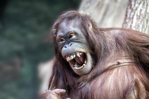 orangutan monkey close up portrait photo