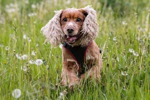 Happy young Dog English cocker spaniel while running to you photo