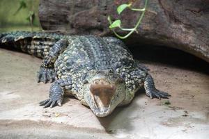 wide open crocodile mouth detail photo