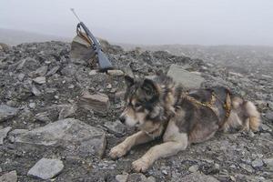 Husky dog with hunting rifle on foggy day photo