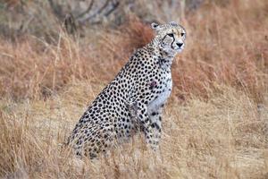 cheetah wounded in kruger park south africa photo