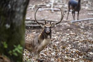 fallow deer in love season photo