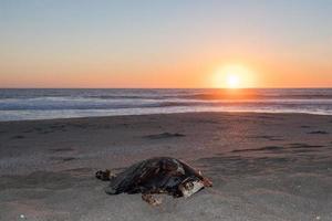 dead turtle on the beach at sunset photo