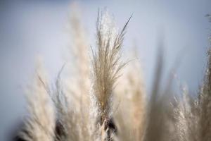 white plume plant detail close up photo