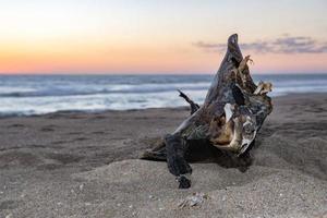 tortuga muerta en la playa al atardecer foto