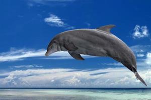 common dolphin jumping outside the ocean in the blue photo