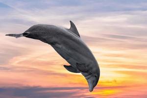 common dolphin jumping outside the ocean in the sunset photo