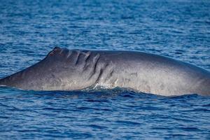 Fin whale damaged in ship collision propeller sign on body photo