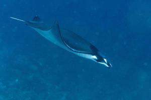 Nusa Penida Bali mobula Manta ray close up portrait photo