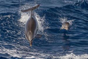 baby newborn Dolphin while jumping outside the sea with mother photo