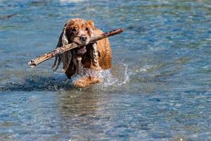 Puppy young dog English cocker spaniel while running in the water photo