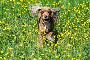 Happy young Dog English cocker spaniel while running to you photo