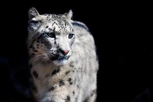 snow leopard close up portrait photo