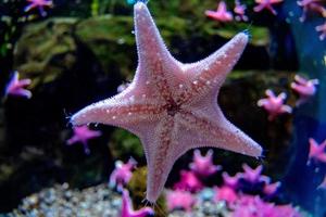 Cojín antártico estrella bajo el agua cerrar foto