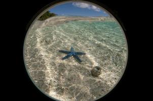 Sea star underwater vieew from porthole photo