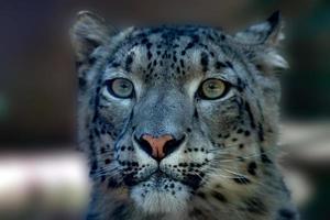 snow leopard close up portrait photo