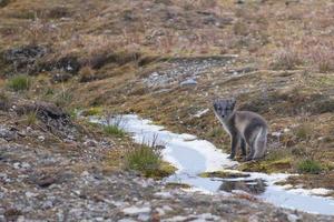 Arctic fox in Svalbard Spitzbergen Island photo