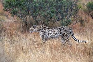 cheetah wounded in kruger park south africa photo