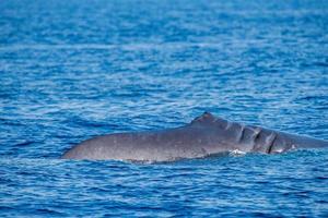 Fin whale damaged in ship collision propeller sign on body photo