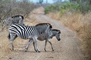 zebra crossing  in kruger park south africa photo