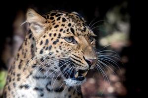 north chinese leopard close up photo