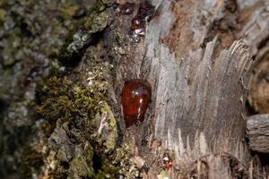 detalle de resina de ámbar natural de árbol de cerca foto