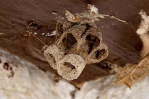 wasp nest macro photo