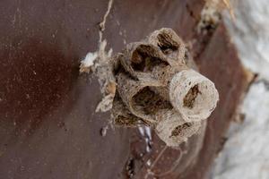 wasp nest macro photo