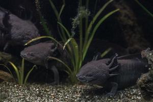 axolotl mexican salamander portrait underwater photo