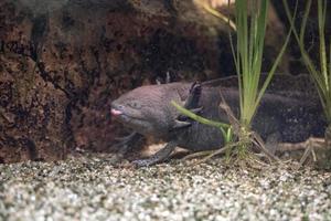 axolotl mexican salamander portrait underwater photo