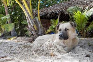 A dog relaxing on tropical paradise white sand beach photo