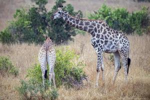 giraffe in kruger park south africa photo