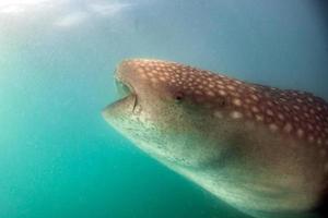 Whale Shark close up underwater portrait eating plancton photo