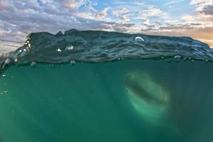 Whale Shark close up underwater portrait eating plancton photo