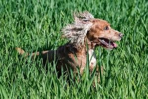 feliz perro joven cocker spaniel inglés mientras corre hacia ti foto