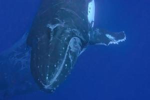 humpback whale underwater in tonga vavau island polynesia photo