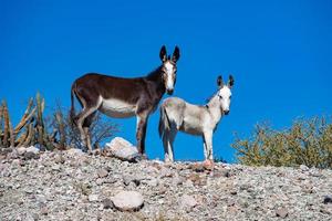 Wild donkey portrait in baja california desert photo