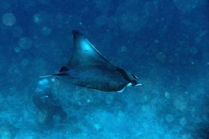 Nusa Penida Bali mobula Manta ray close up portrait photo