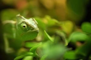 madagascar chamaleon on a tree background photo