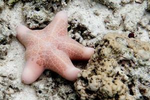 una estrella de mar rosa de cerca en el fondo de arena foto