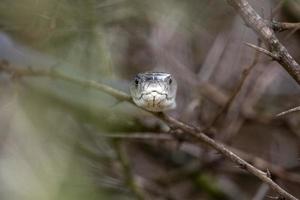 Black mamba snake south africa close up photo