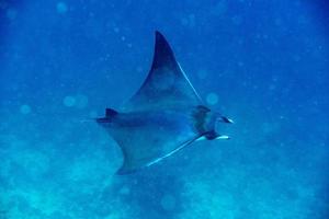 Nusa Penida Bali Manta ray close up portrait photo