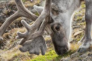 wild reindeer in Spitzbergen photo