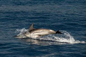 Dolphin while jumping in the deep blue sea photo