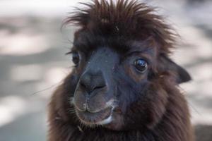 alpaca portrait while looking at you photo